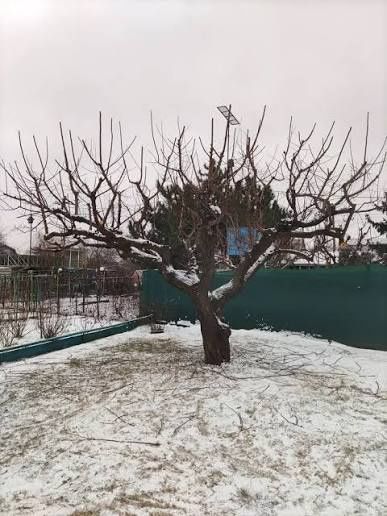 Обрезка деревьев