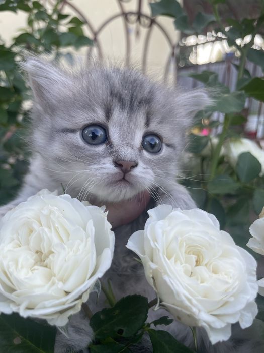 Отдам в хорошие руки.