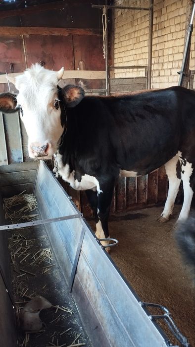 Gʻoʻnajin sotiladi