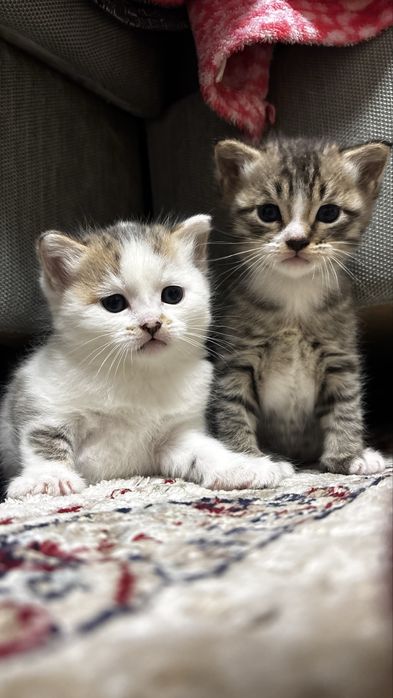 Отдам котят мальчик и девочка