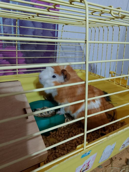 Продам морскую свинку