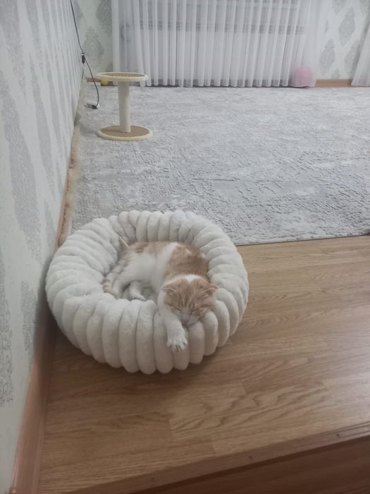 домашние животное