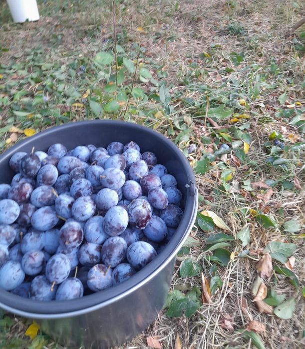 Vand prune 350kg