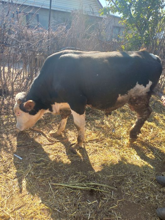 Тұқымдыққа Бұқа сатылады, Бычок на племя