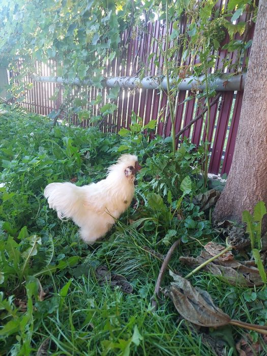 Cocoș Mătase Japoneză (Silkie) rasă pură, 1 an