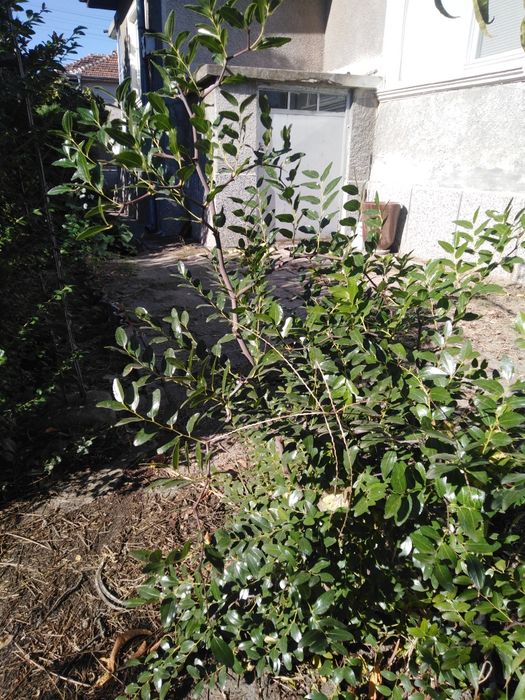 Хинап - китайска фурма - джинджи, фиданки