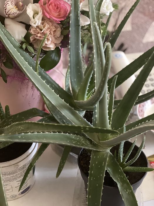 Алоэ вера продам