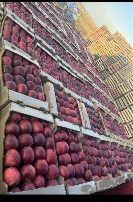 Яблоки Золотой, Американка