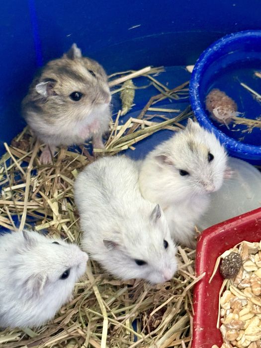 Hamsteri Siberieni