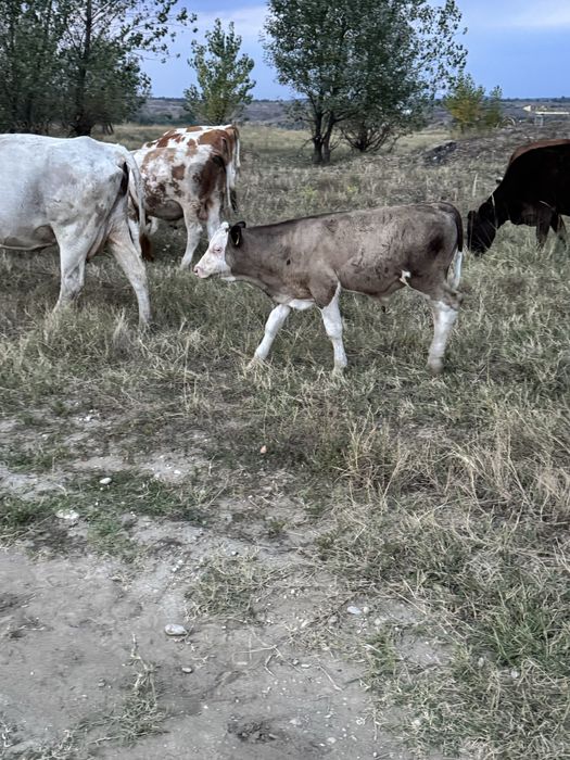 De vanzare doua vaci cu vitei