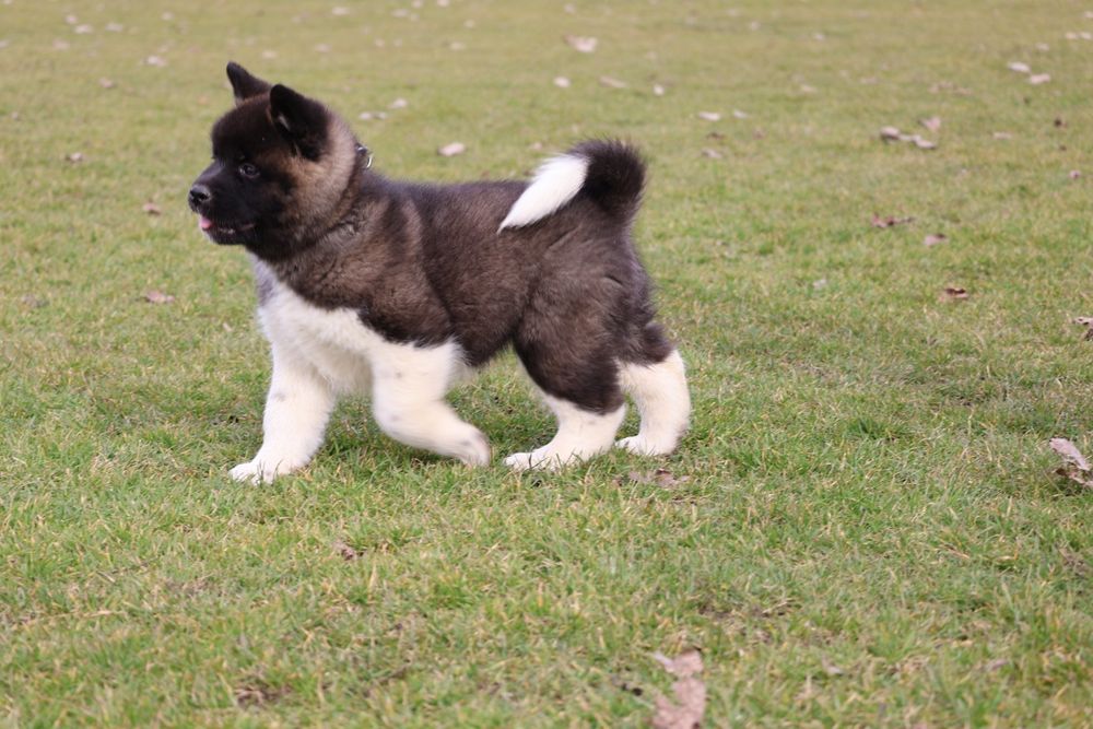 Femela akita american