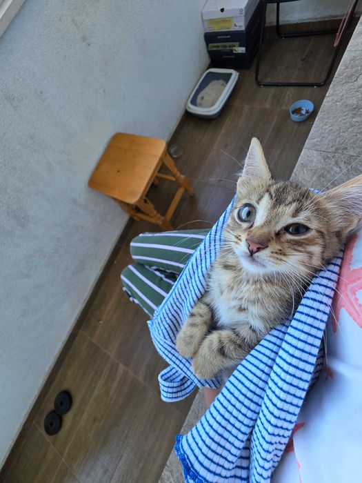 Подаряваме малко сладичко котенце