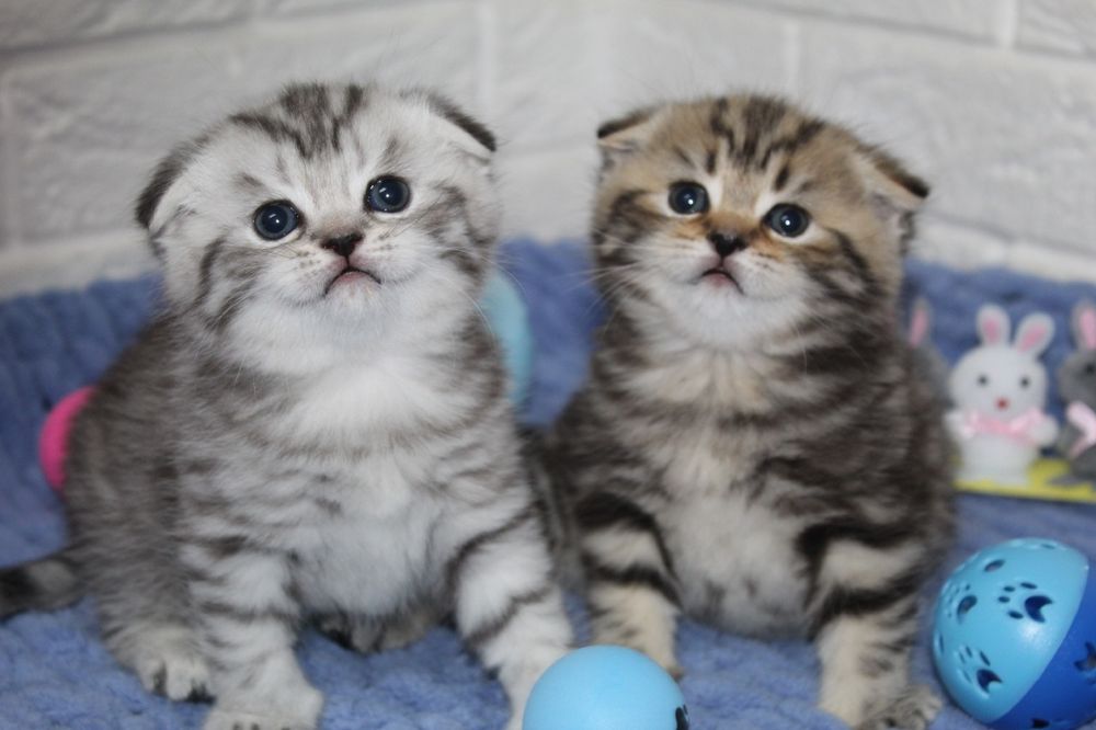 Шотландские  котята