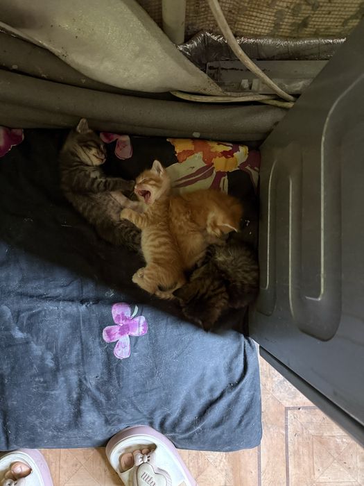Котята даром в хорошие руки