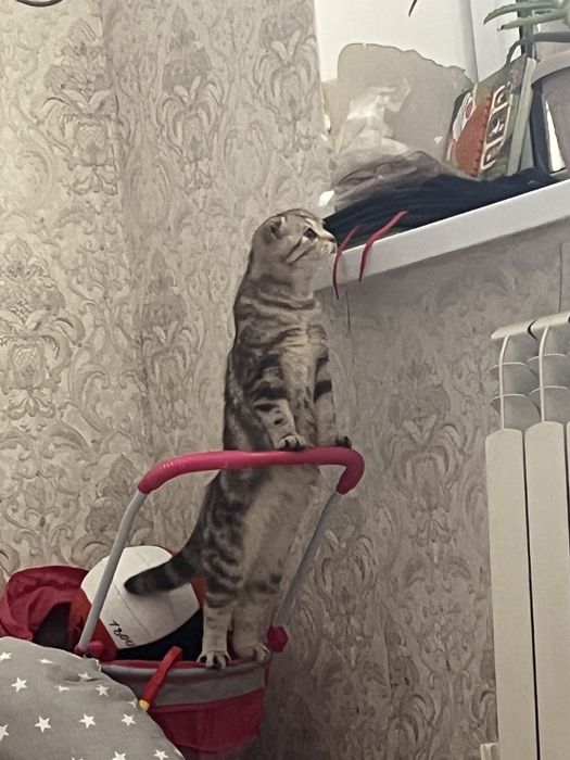 Британская кошкечка