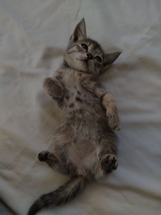 Котята очень милые