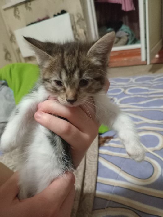 Котенки в добрфе руки