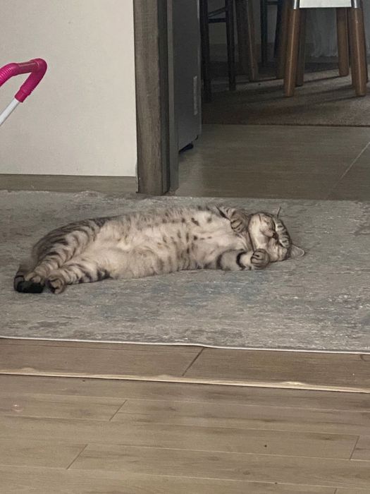 Отдаем кошечку в добрые руки