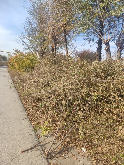 Бесплатно-Ветки. Самовывоз!