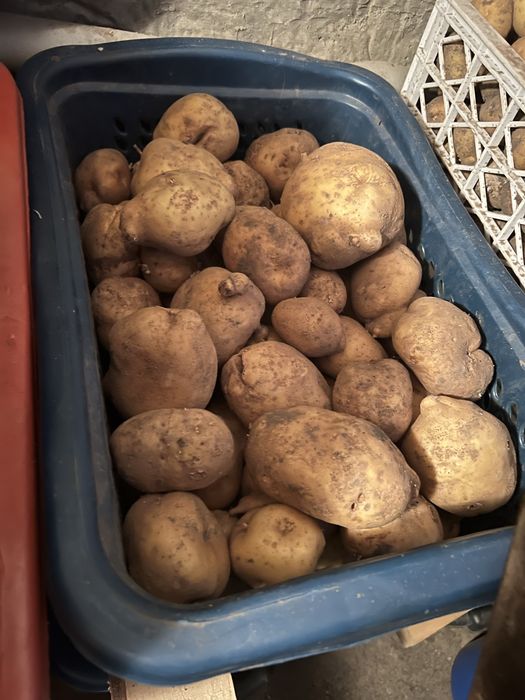 Продам картофель желтый