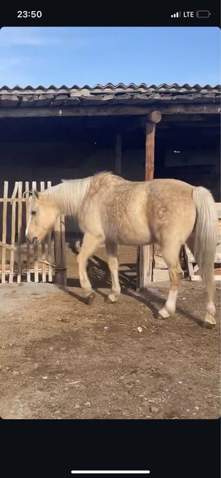 ат сатамын 600.000тг