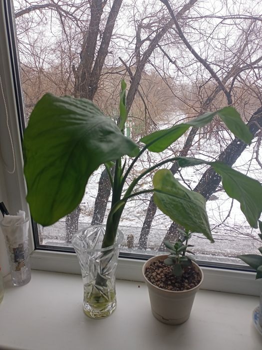 Комнатный цветок диффенбахия