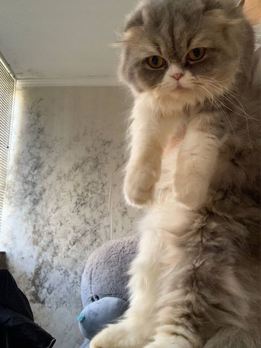 Персидкая кошка 1.5годика