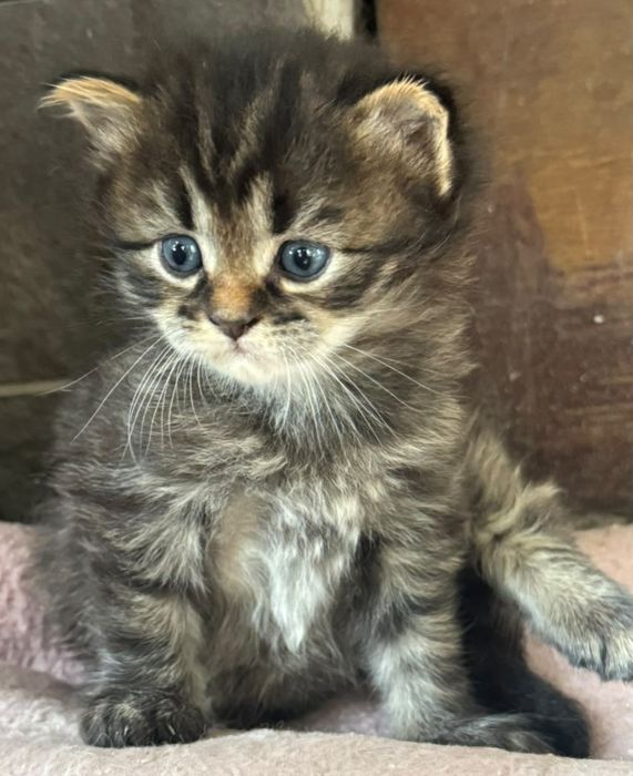 Котята ищут хозяина.