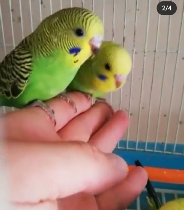 Волнистые попугайчики