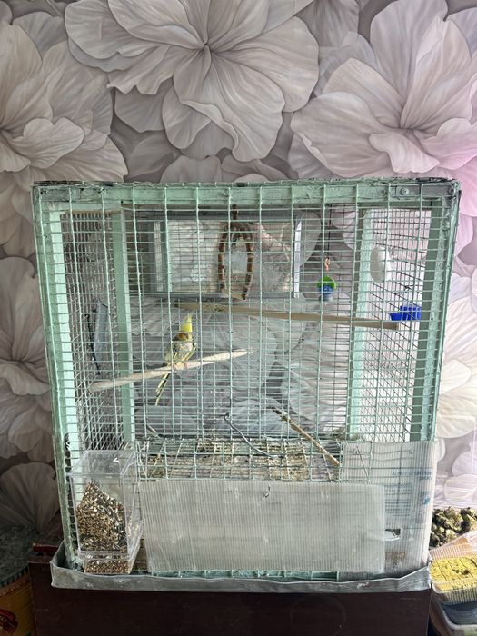 Попугай Карелла вместе с клеткой