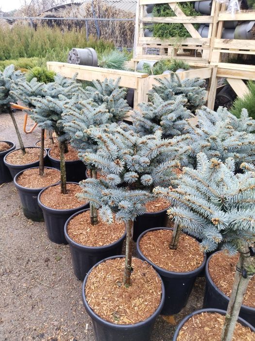 Продам хвойные саженцы