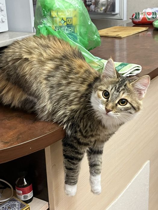 Отдам кошку бесплатно