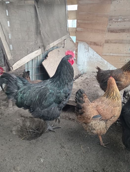 Продам петуха автролорп