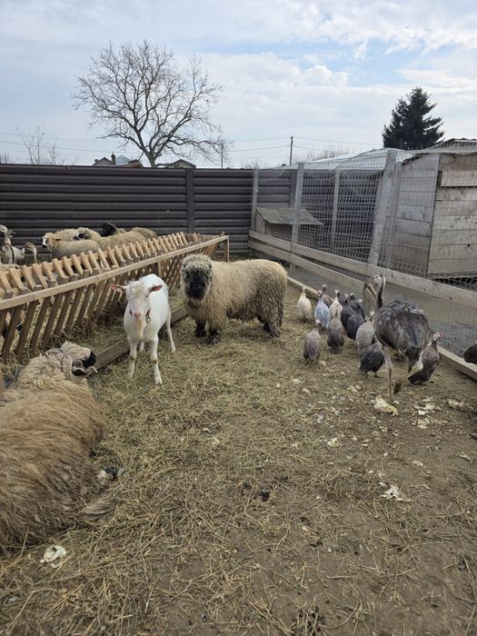 Vând oi diverse rase