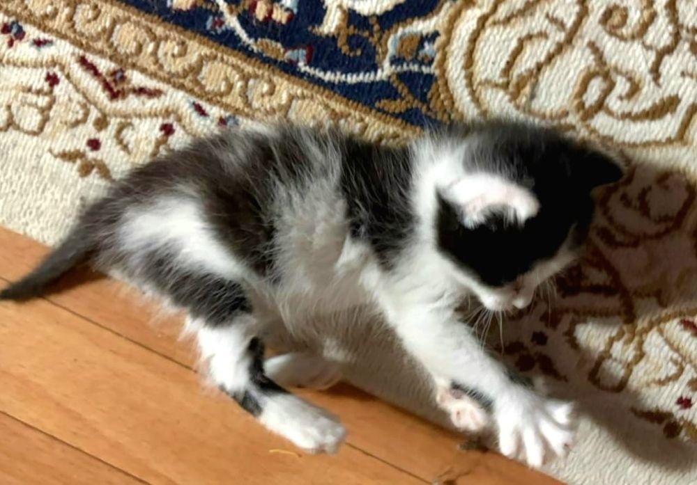 Котик , мальчик , очень активный и красивый!