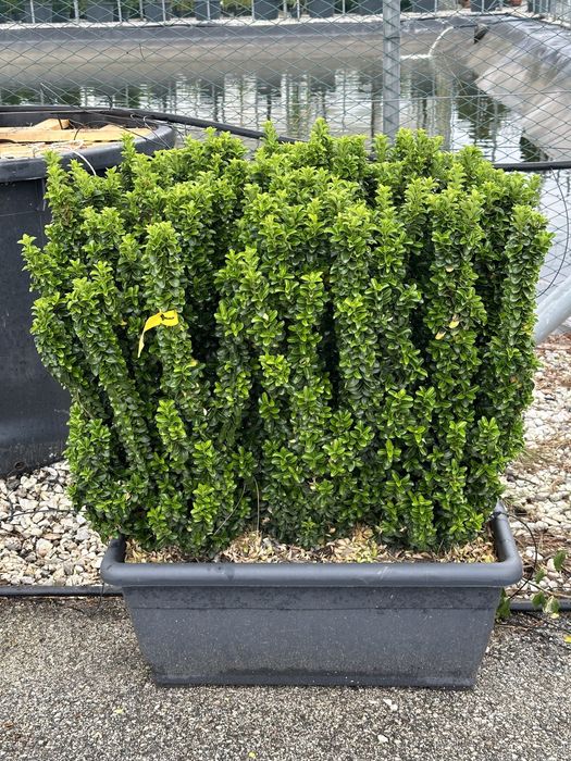 Tuia brazi maslini ilex pohtinia bosai spirale pom-pom cedru evonimius