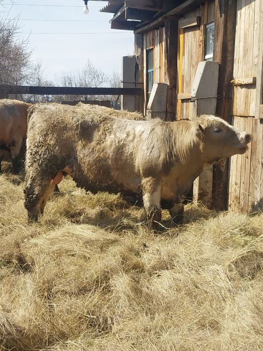 Быки с откорма помесь Москолевские