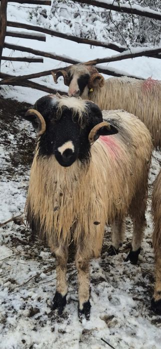 Noatini de vânzare din părinți buni