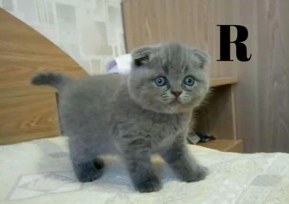 Шотландские котята шоу класса