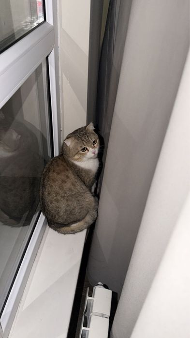 Британская кошка бесплатно