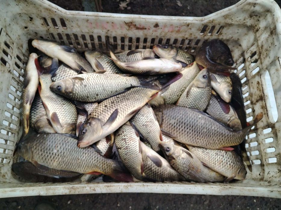 Продавам шаран зарибител