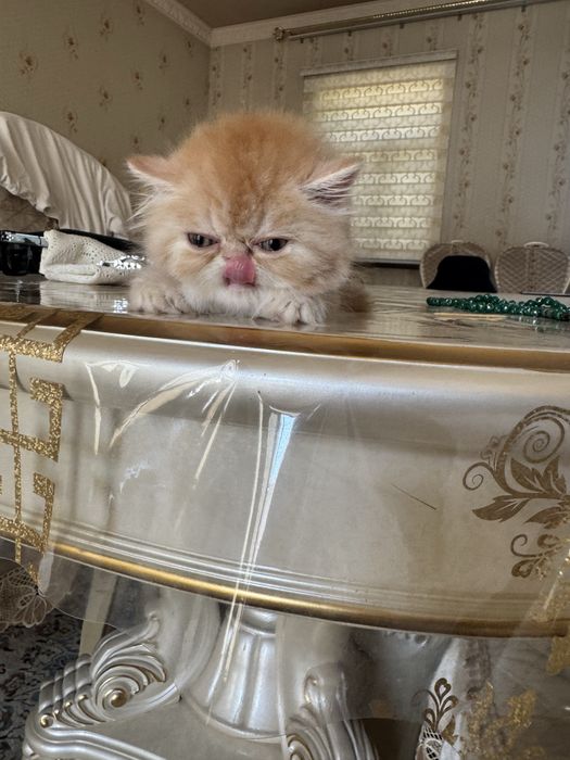 Котёнок Highland шотландская девочка родилась 10 мая