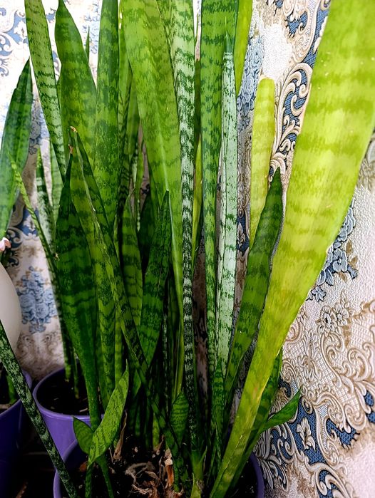 Продам цветы   Сансевиерия