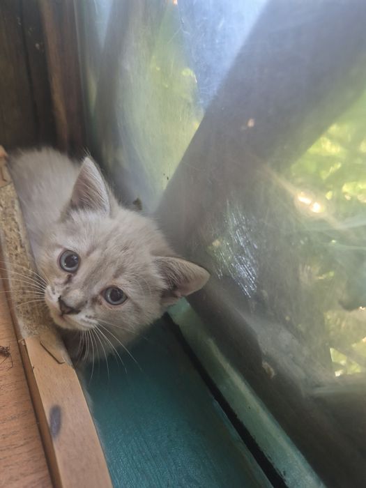 Отдам котят в добрые руки !