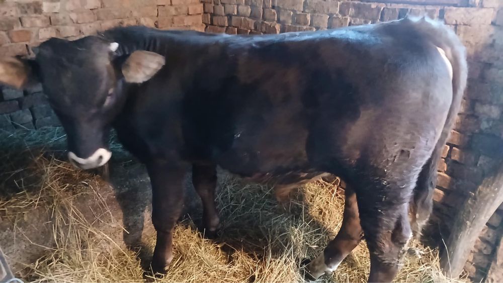 Vand vițel de 350 kg