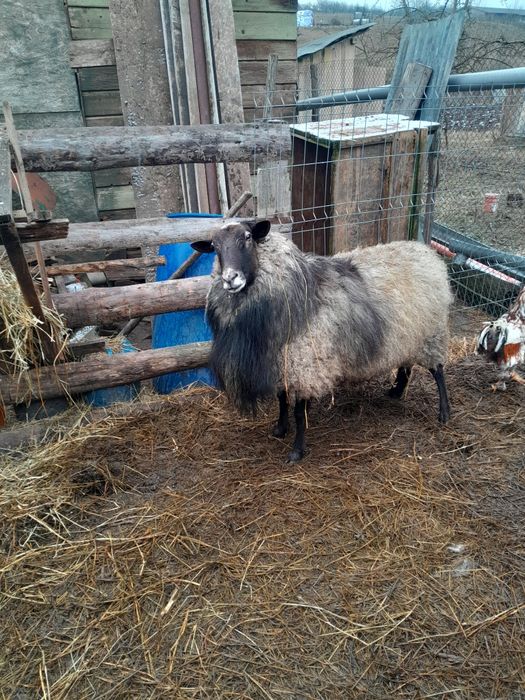 Vând berbeci romanov