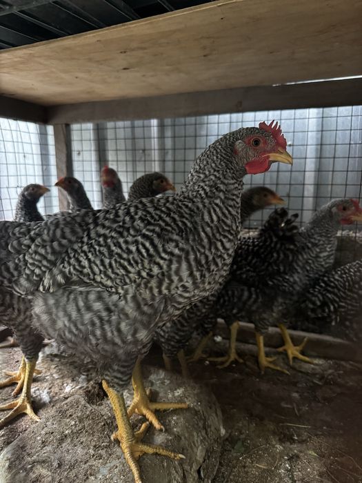 Продам курей и петушков