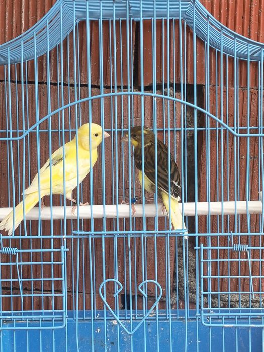 Perusi si canari #papagal #pasari exotice