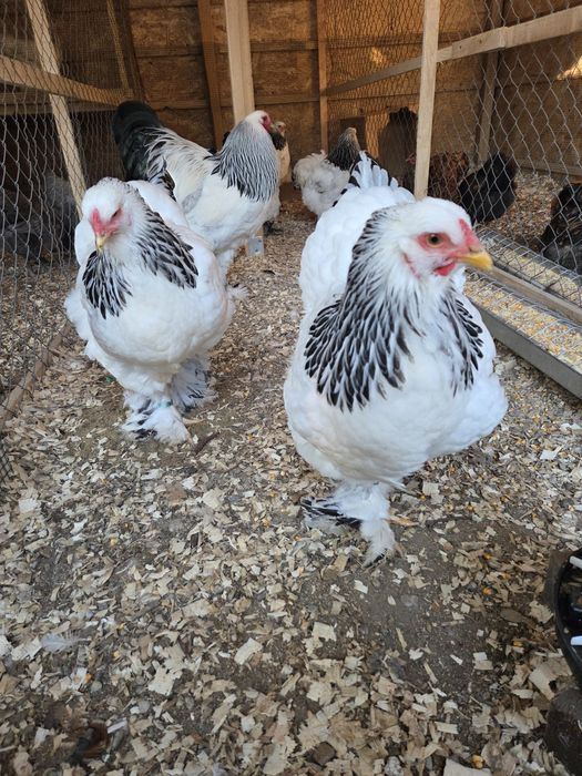 Familie Brahma Hd 4+1