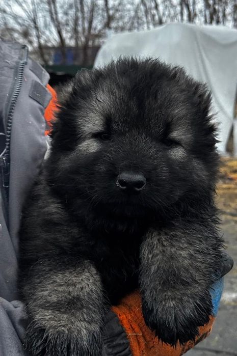 Продам щенков кавказской овчарки